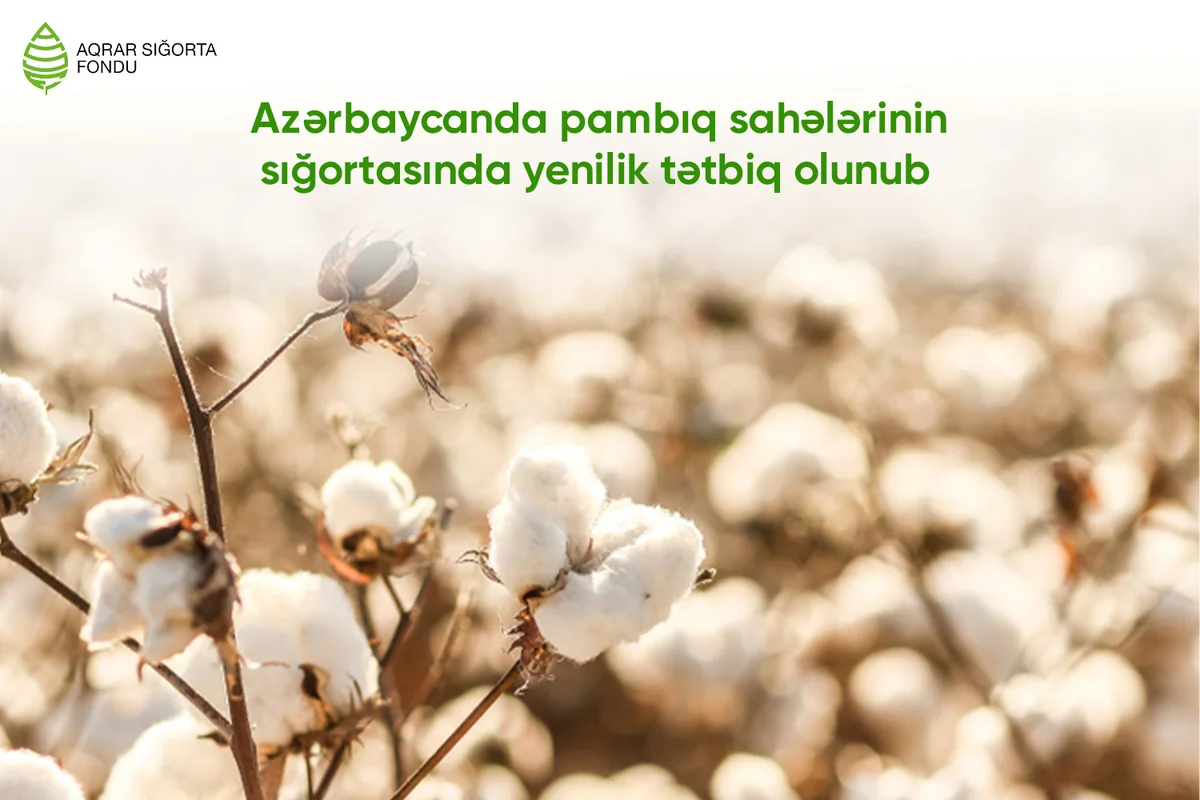 Azərbaycanda pambıq sahələrinin yağışdan sığortalanması baza zərfinə daxil edilib