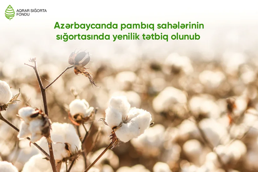 Azərbaycanda pambıq sahələrinin yağışdan sığortalanması baza zərfinə daxil edilib