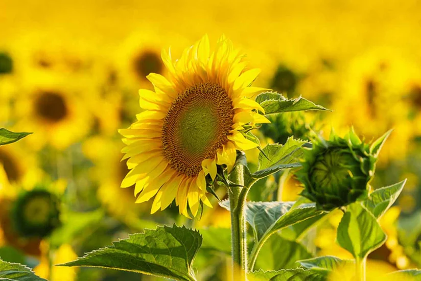 Turkiye sharply increases export of sunflower oil to Azerbaijan