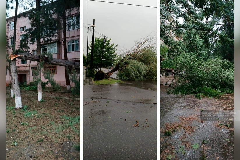 Ağstafada güclü külək ağacları aşırıb, xəsarət alanlar var