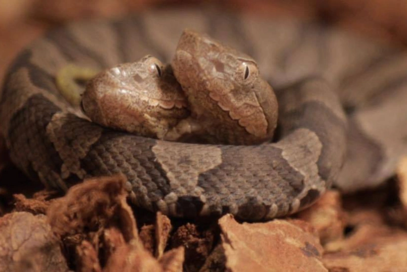 В Германии обнаружили двухголовую змею