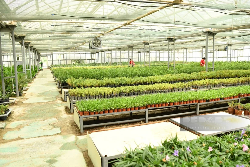 SOCAR-ın fəaliyyətində yeni mərhələ: “Yaşıl gündəlik” və beynəlxalq enerji şirkətinə transformasiya istiqamətində atılan addımlar – ŞƏRH