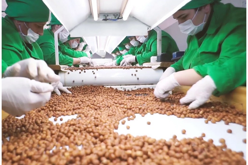 Zaqatalada yeni fındıq emalı fabriki yaradılır