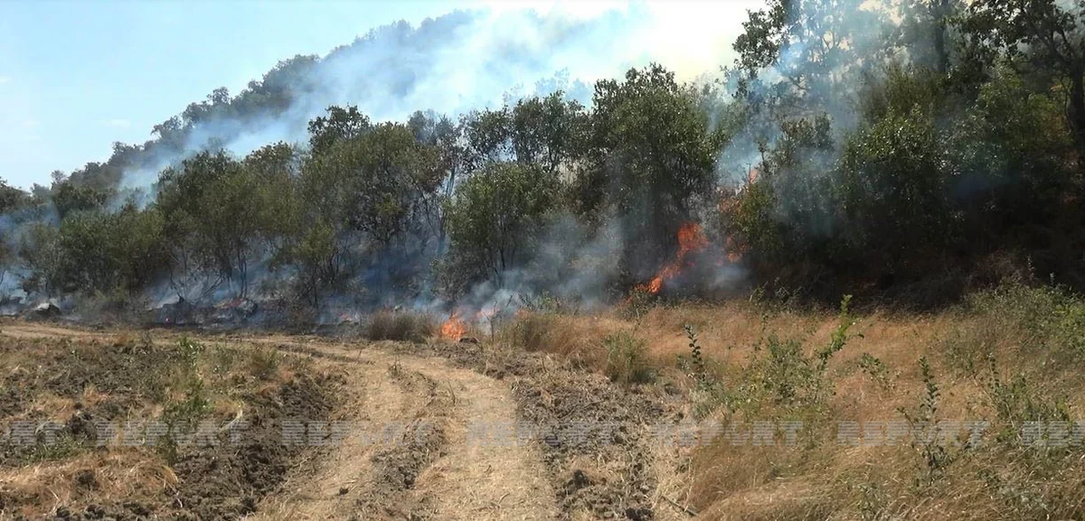 Şəkidə dağlıq ərazidə yanğın olub