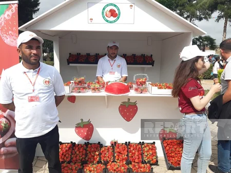 Cəlilabadda II çiyələk festivalı başlayıb