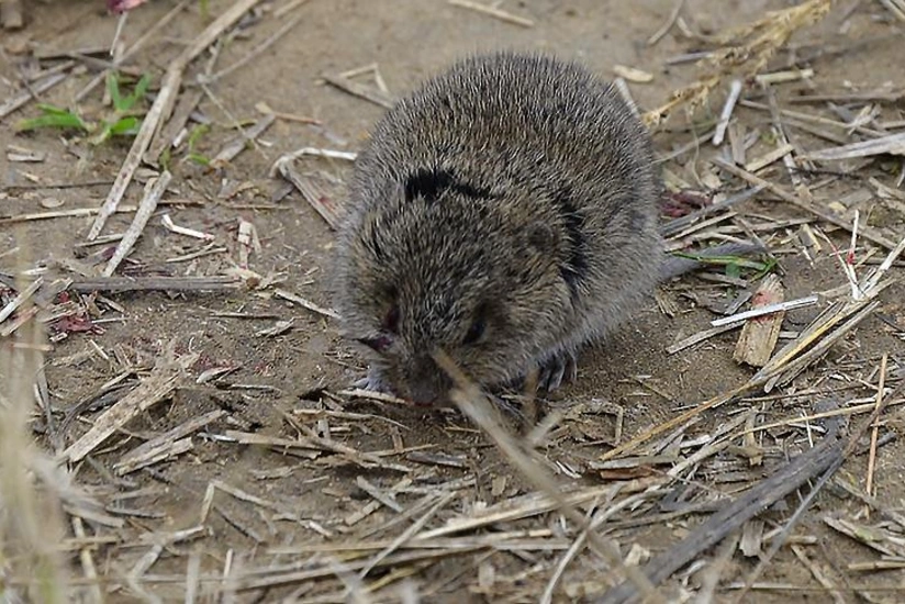 Daş dövründə insanlar gəmiricilər ilə qidalanıb