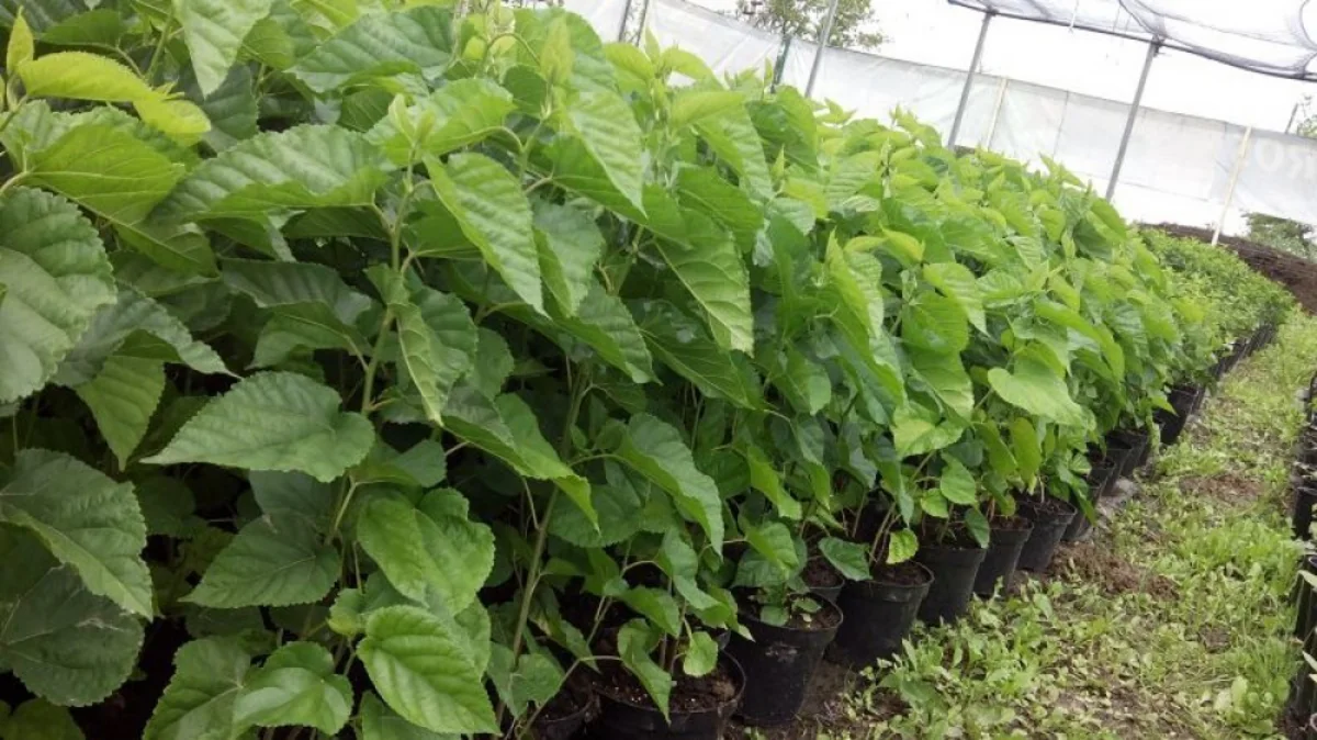 Azərbaycana daha 1 mln. ədəd tut tingi gətiriləcək