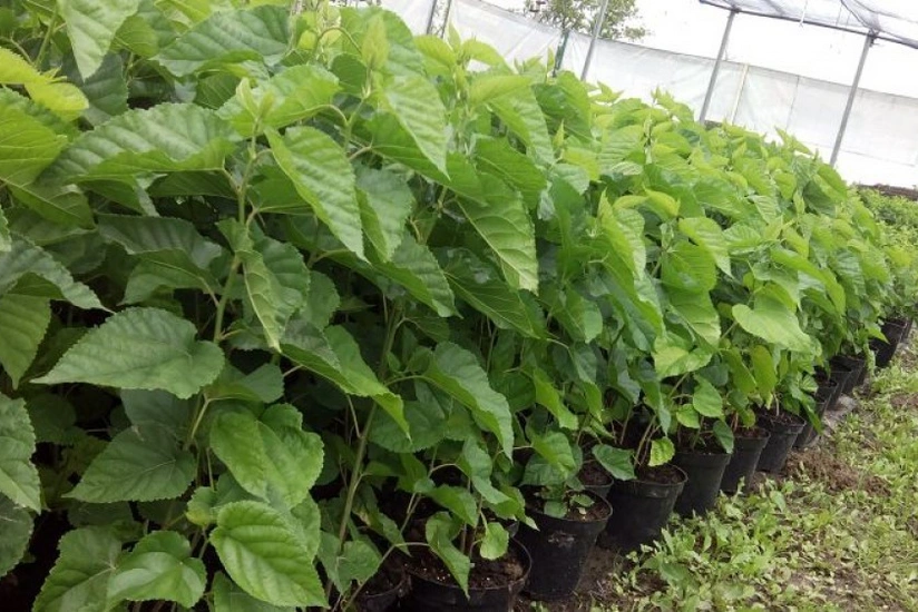 Azərbaycana daha 1 mln. ədəd tut tingi gətiriləcək