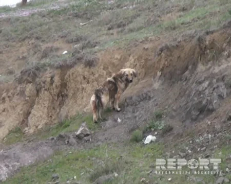 Tovuzda sahibsiz itlər 4 baş qoyunu parçalayıb - FOTO