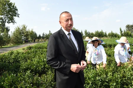 Prezident İlham Əliyev Lənkəranda “Yaşıl Çay” plantasiyası ilə tanış olub