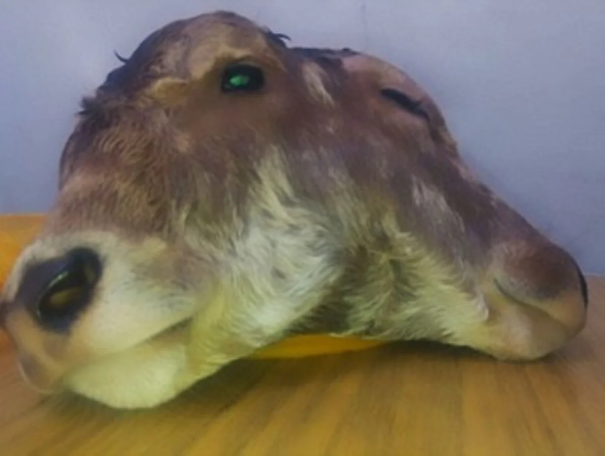 Peruda ikibaşlı buzov doğulub