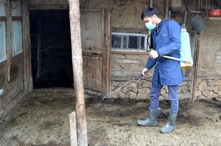 Şamaxıda heyvanlar arasında xüsusi təhlükəli xəstəliklərə qarşı aparılan profilaktik tədbirlər davam etdirilir