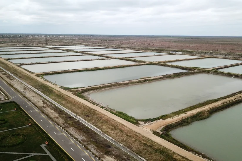 İlham Əliyev və Mehriban Əliyeva Neftçalada Nərə Damazlıq Təsərrüfatında yaradılan şəraitlə tanış olublar - YENİLƏNİB