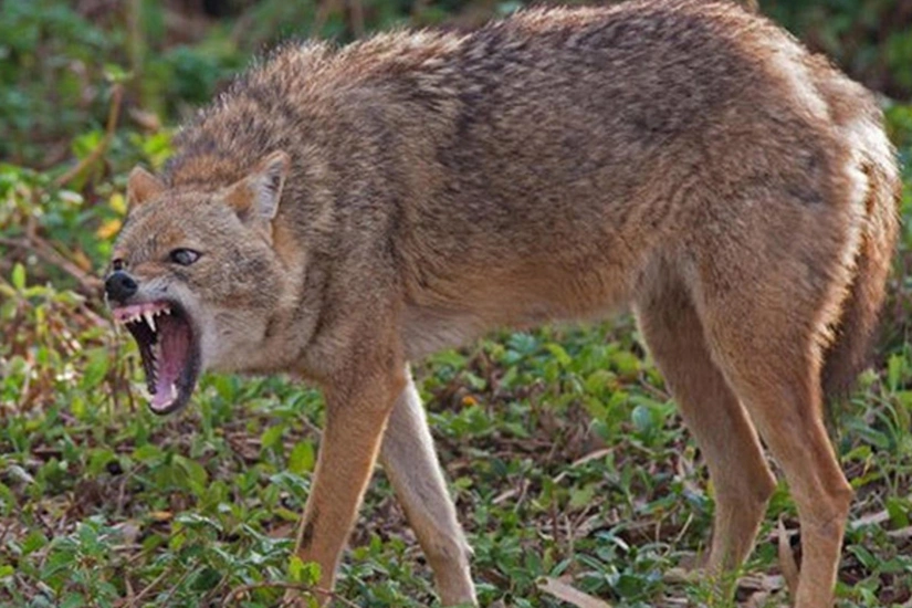Azərbaycanda ilin ilk yeddi ayında 40-a yaxın insanı çaqqal dişləyib