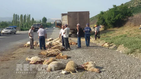 ​İsmayıllıda yük avtomobili 70 baş qoyunu vurub - FOTO