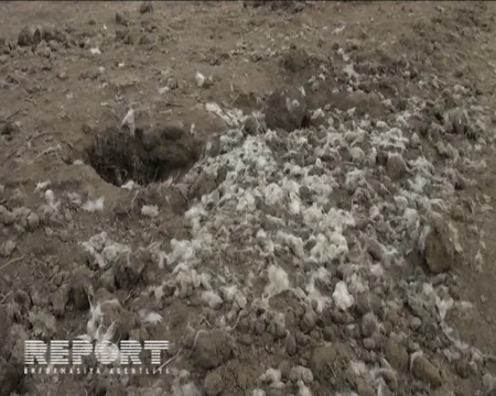 Yevlaxda canavarlar 120 baş qoyunu parçalayıblar - FOTO