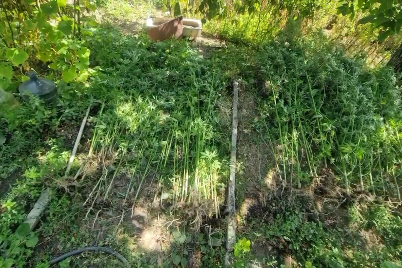 Bostan bitkilərinin arasında çətənə kolu yetişdirməkdə təqsirləndirilən şəxs həbs olunub