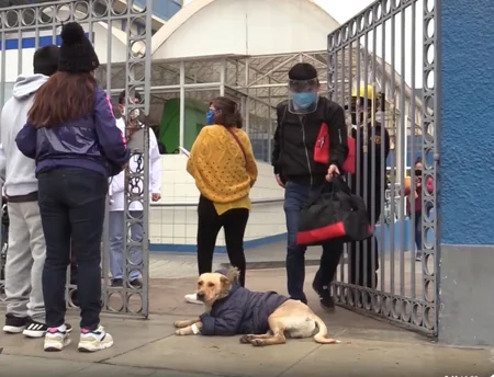В Перу собака неделю ждет хозяина у больницы