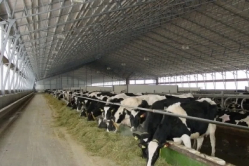 Azərbaycanda heyvandarlıqla bağlı zona müşavirələri keçiriləcək