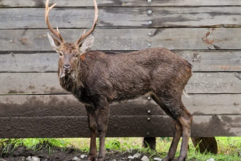 ETSN: Su kanalından çıxarılan maral Şahdağ Milli Parkında nəzarət altındadır