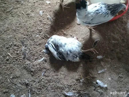 Bərdədə quşçuluq təsərrüfatında ev quşları kütləvi tələf olub - FOTO