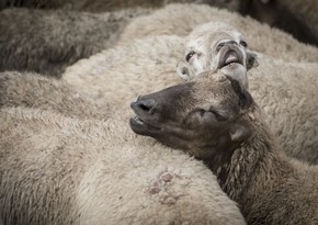 Azərbaycanda Qurban bayramı qeyd edilir 