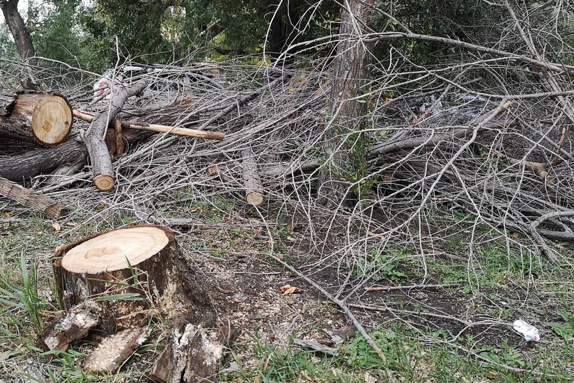 Бразильский министр окружающей среды стал фигурантом дела о незаконной вырубке лесов