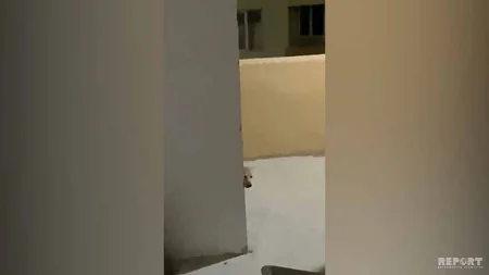 Bakıda küçə itləri yaşayış binasının 7-ci mərtəbəsinə çıxdı - FOTO