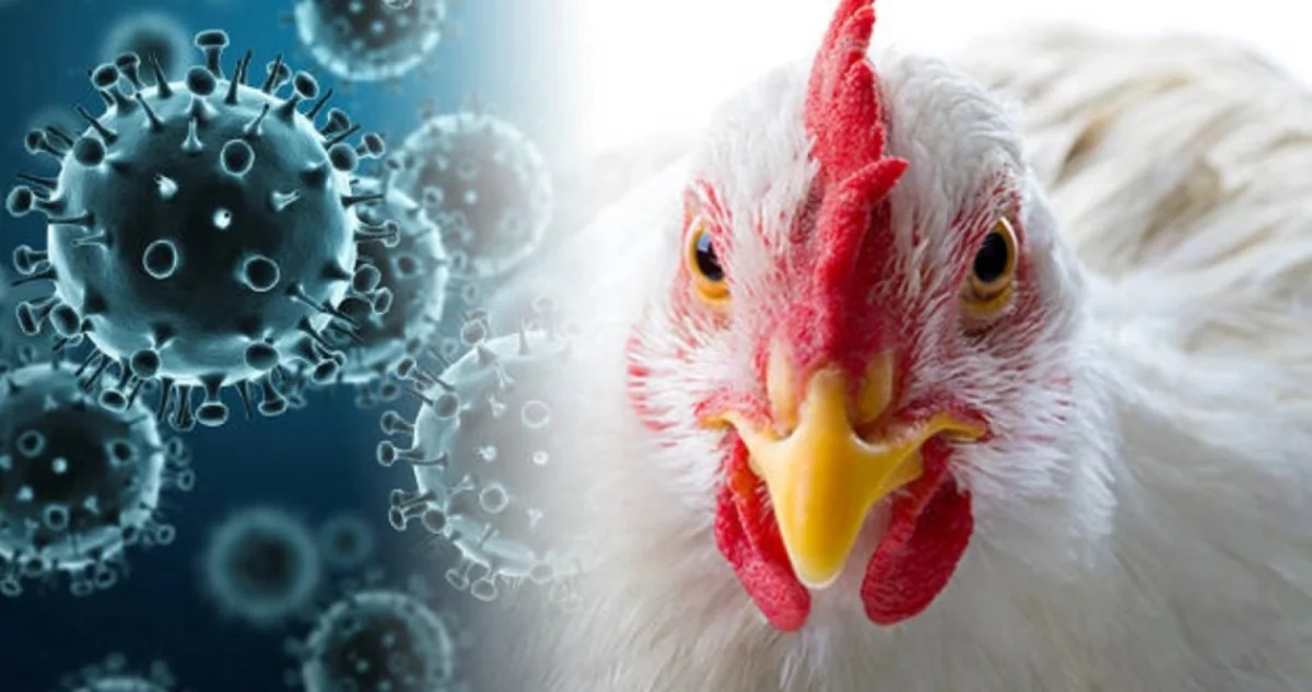 Moldova documents over 20 outbreaks of bird flu