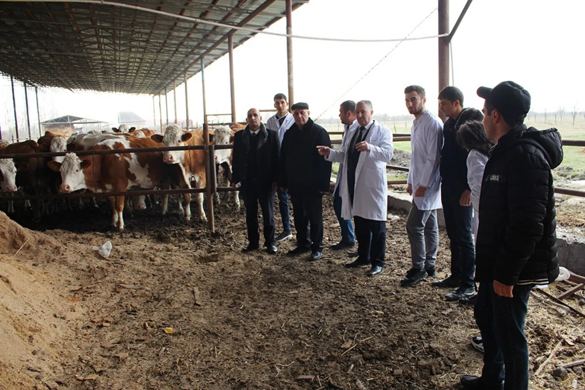 Göyçayda heyvanlar arasında profilaktik peyvəndləmə tədbirləri aparılır