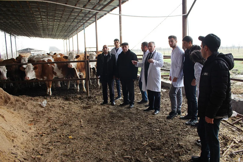 Göyçayda heyvanlar arasında profilaktik peyvəndləmə tədbirləri aparılır