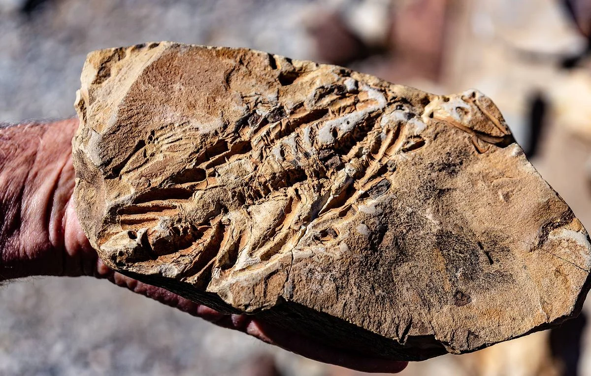 Bones of 110-million-year-old Ichtyosaurus found in Australia’s Richmond