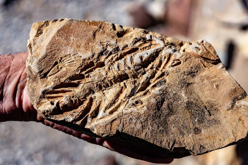 Bones of 110-million-year-old Ichtyosaurus found in Australia’s Richmond