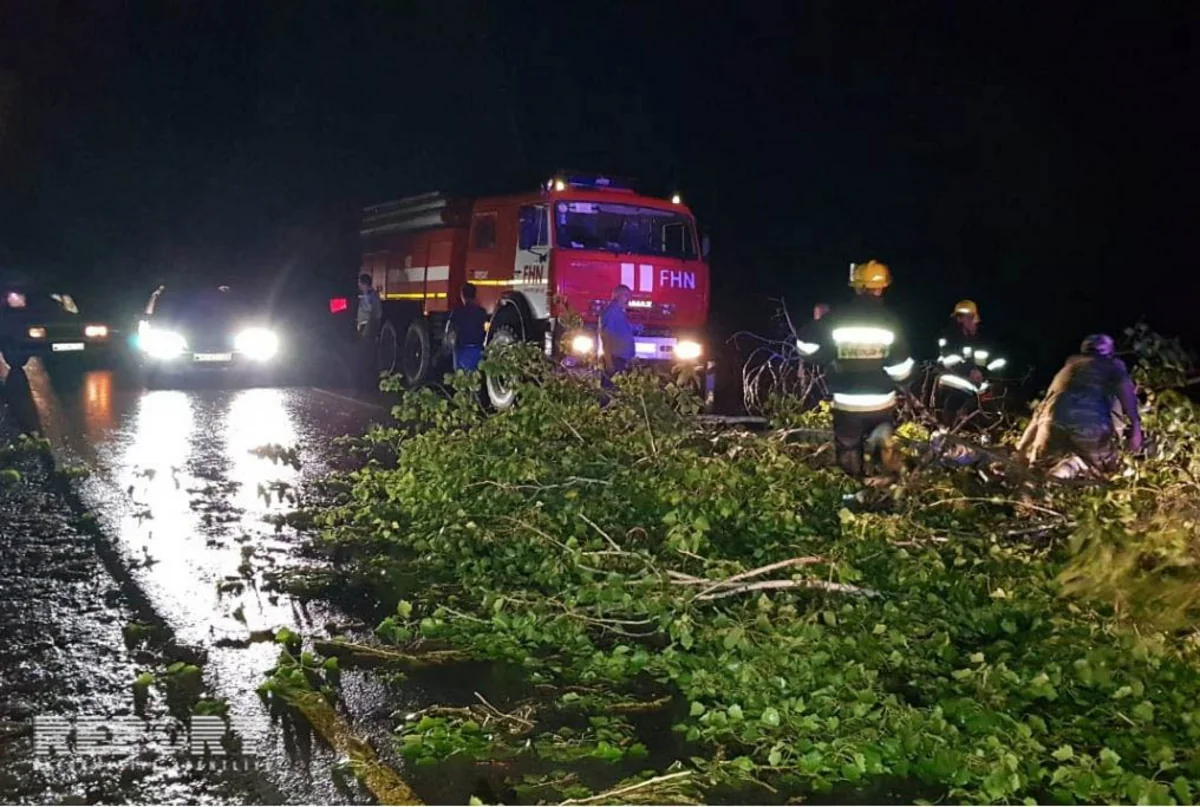 Göyçayda böyük qovaq ağacı magistral yola aşıb - FOTO