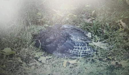 Düşmənin atdığı mərmi Bərdədə həyətyanı sahəyə düşdü