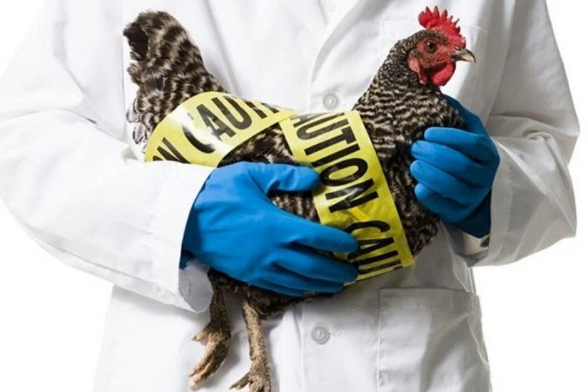 Dünyada “H3N8” quş qripindən ilk ölüm faktı qeydə alınıb