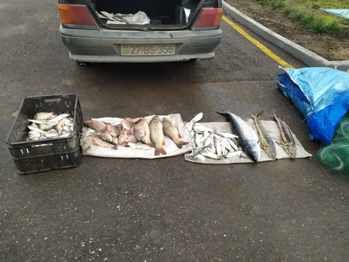 Xaçmazda qanunsuz balıq ovlayan şəxs postda saxlanıldı