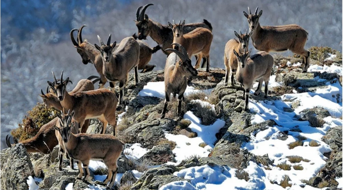 Azərbaycanın yeni “Qırmızı Kitab”ına daha 279 növ heyvan daxil ediləcək