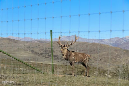Bir qrup şagirdin Şamaxı Safari Parkına ekskursiyası təşkil olunub - FOTO