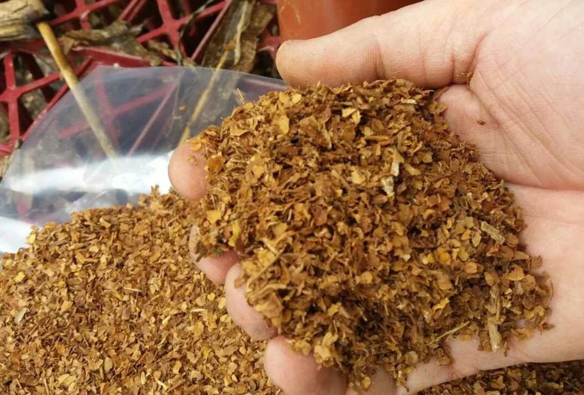Azərbaycan tütün idxalına çəkdiyi xərci 12% azaldıb