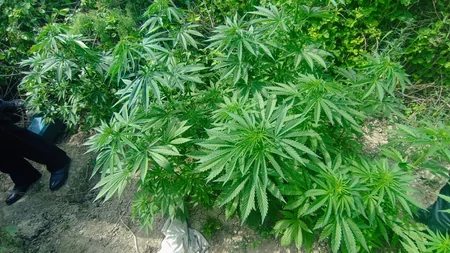 Kür çayının sahilində narkotik yetişdirən şəxs saxlanılıb