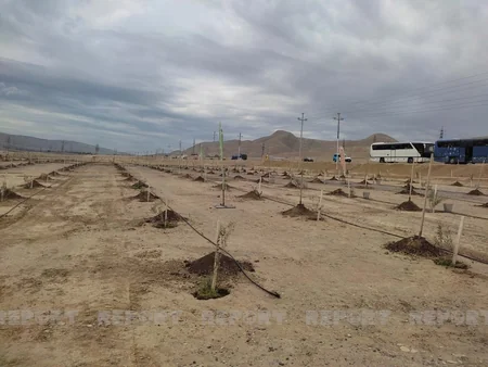 Bakıda Beynəlxalq Bitki Sağlamlığı Günü münasibətilə ağacəkmə aksiyası keçirilib