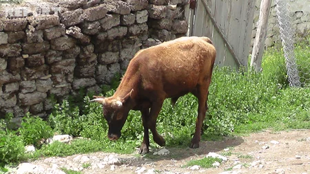 Qubada xəstəlikdən tələf olan mal-qara basdırılmayıb - FOTO - VİDEO