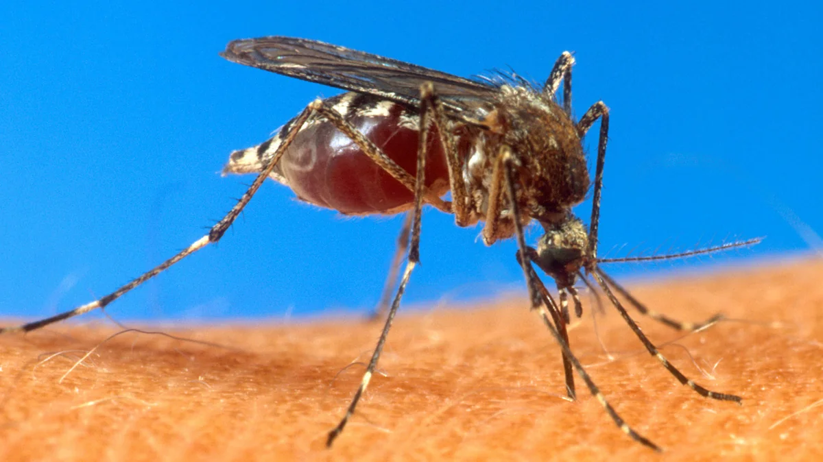 ​Çilidə Zika virusuna ilk yoluxma faktı qeydə alınıb