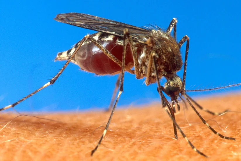 ​Çilidə Zika virusuna ilk yoluxma faktı qeydə alınıb