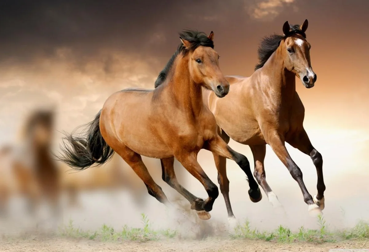 Azerbaijani President allocates AZN 2 mln for development of Karabakh horse breed