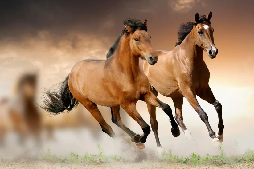 Azerbaijani President allocates AZN 2 mln for development of Karabakh horse breed