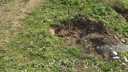 Cəlilabadda yol kənarında əkilən şam ağacları kütləvi şəkildə məhv edilib
