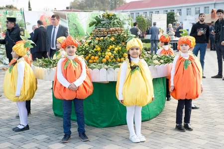 Lənkəranda III Çay, Çəltik, Sitrus Festivalı keçiriləcək - FOTO - VİDEO