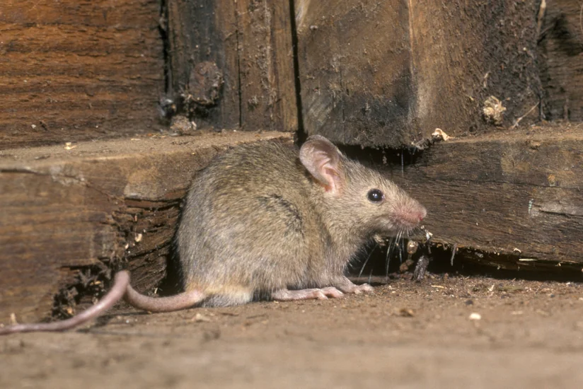 В Австралии из-за нашествия мышей закрыли тюрьму